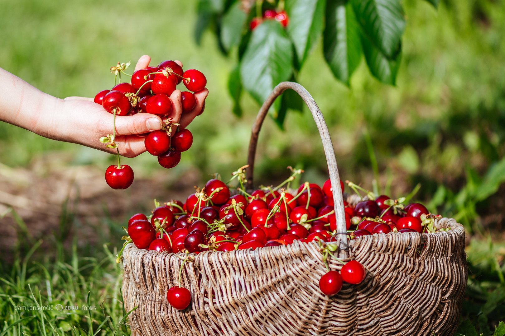 Types of fruit