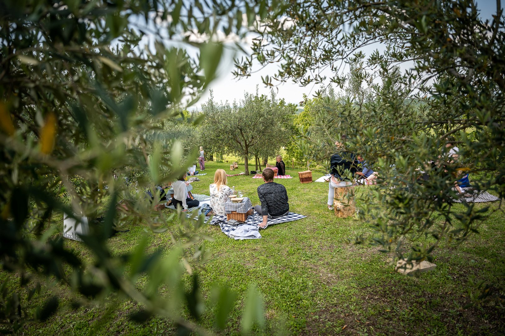 Picnic under the olive tree