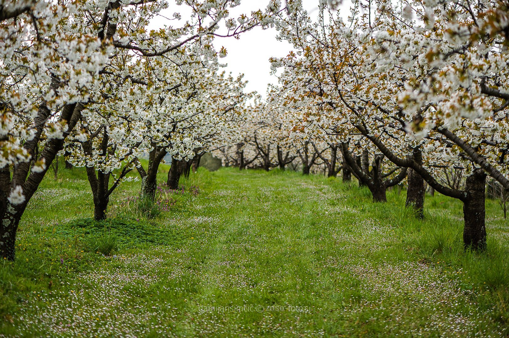 4a Marcia tra i ciliegi in fiore